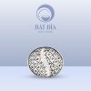 Gia Vị Oval 2 Ngăn Men Xanh Hoa Bèo